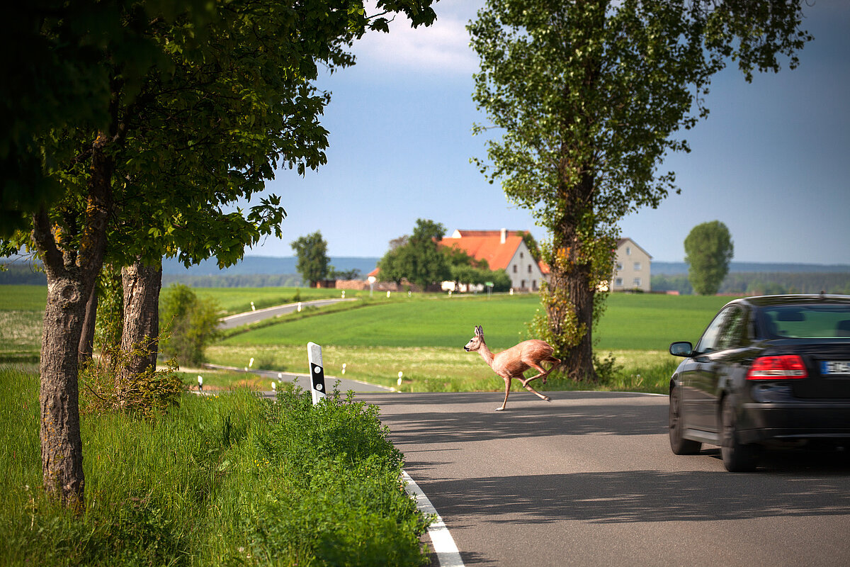 Tiere laufen über eine Straße und ein Auto fährt dort entlang