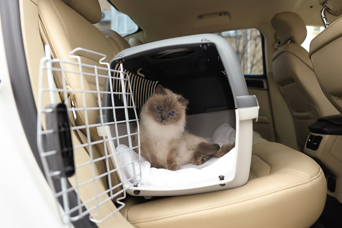 Langhaarige Katze sitzt in Transportbox auf dem Rücksitz eines Autos.