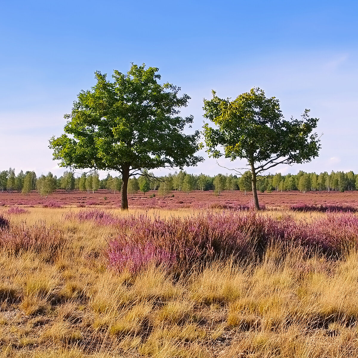 Der ACV Ortsclub in Buchholz Nordheide