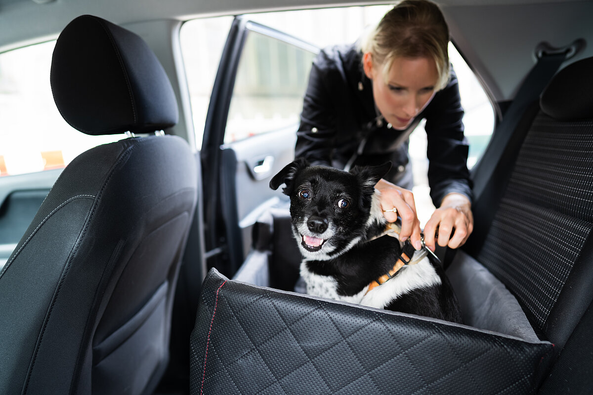 Frau schnallt kleinen Hund auf dem Autorücksitz an