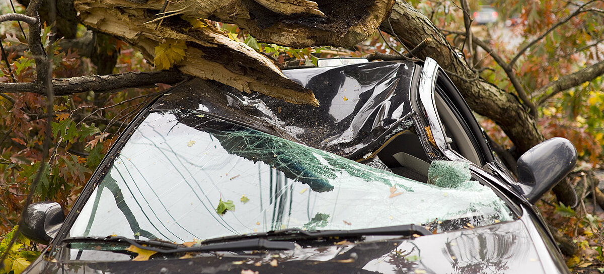 Baum ist auf ein Auto gefallen