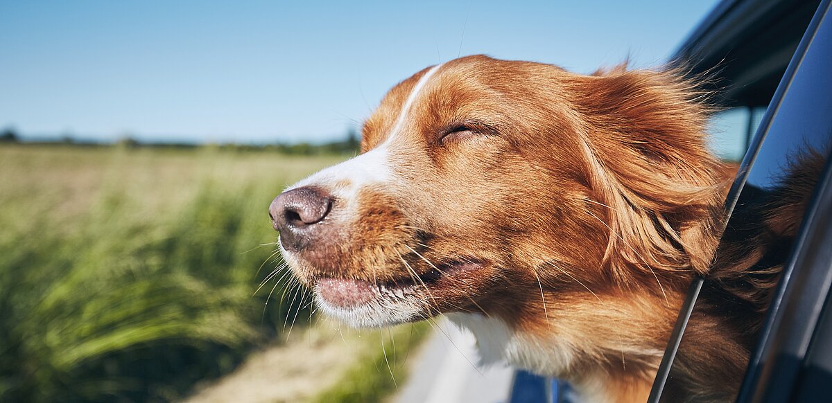 Hund steckt den Kopf aus dem Autofenster, fährt auf einer Landstraße und genießt den Fahrtwind an einem sonnigen Tag.