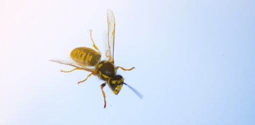 Nahaufnahme einer gelb-schwarzen Wespe mit transparenten Flügeln, die auf einer Fensterscheibe krabbelt.