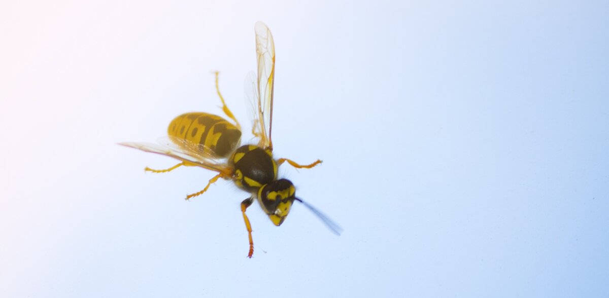 Nahaufnahme einer gelb-schwarzen Wespe mit transparenten Flügeln, die auf einer Fensterscheibe krabbelt.