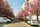 Baumgesäumte Straße mit blühenden Kirschbäumen im Frühling, parkenden Autos an beiden Seiten und mehrstöckigen Wohnhäusern im Hintergrund. Sonnenlicht fällt auf die gepflasterte Fahrbahn.