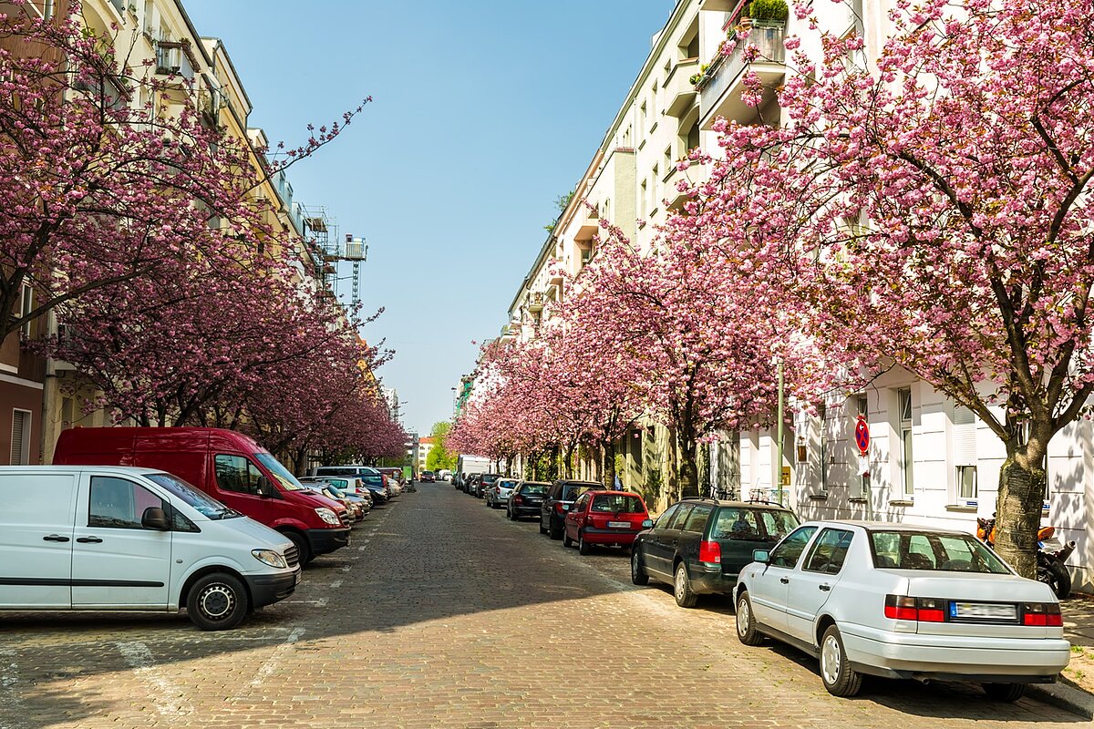 Baumgesäumte Straße mit blühenden Kirschbäumen im Frühling, parkenden Autos an beiden Seiten und mehrstöckigen Wohnhäusern im Hintergrund. Sonnenlicht fällt auf die gepflasterte Fahrbahn.