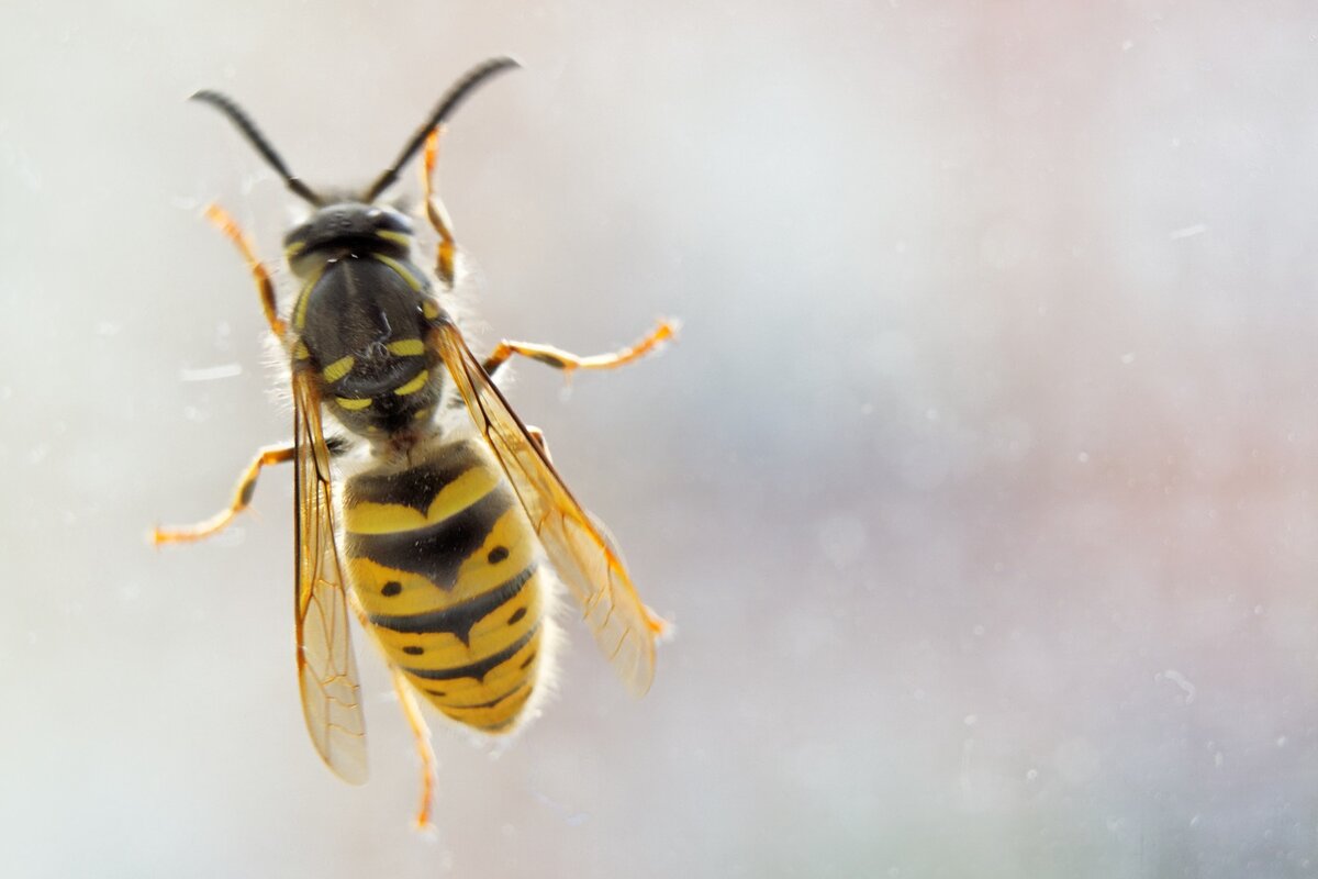 Nahaufnahme einer gelb-schwarzen Wespe von oben gesehen, die mit ausgebreiteten Flügeln und gespreizten Beinen auf einer klaren Fläche steht. Der Hintergrund ist mit weichen Farben verschwommen.