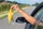 Banane wird aus einem Auto geworfen