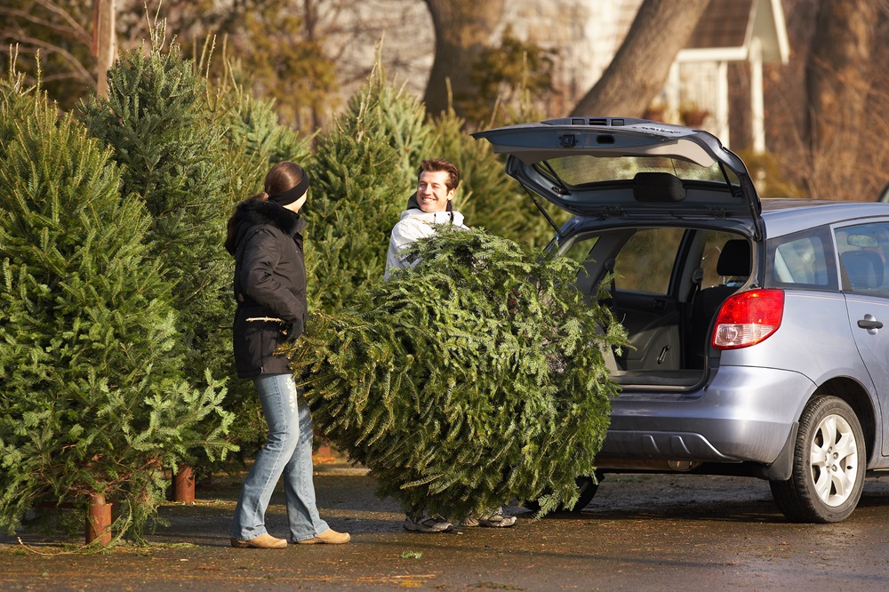 Ein Pärchen verstauen einen frisch gekauften Weihnachtsbaum sicher mit dem Stamm voran in den Kofferraum eines Autos.