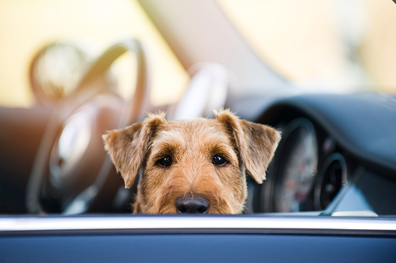 Hund im Auto bei Hitze